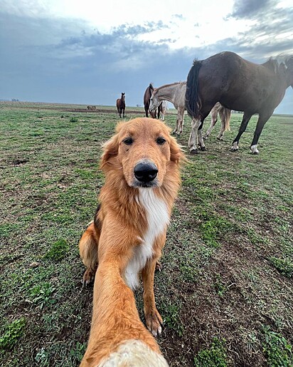 Selfie com os cavalos.