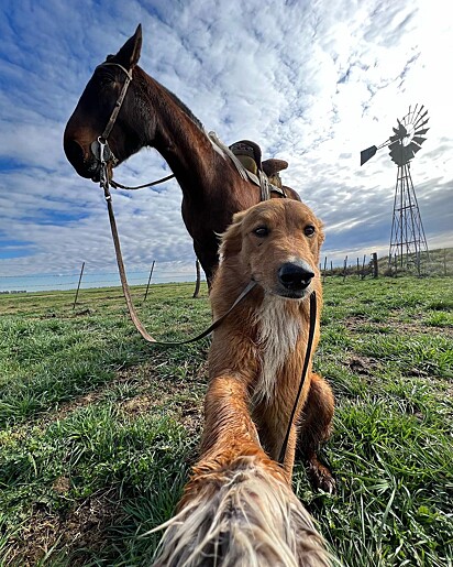 Outra selfie com cavalo.