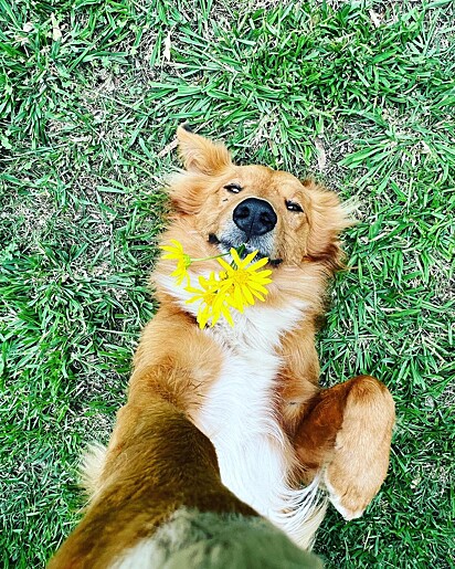 Preguntale fez selfie segurando uma flor na boca.