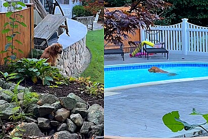 Golden retriever pula cerca para entrar na piscina do vizinho.