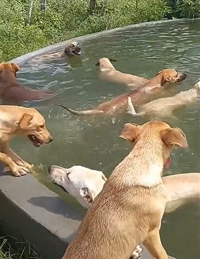 Os cães se refrescando no calor.