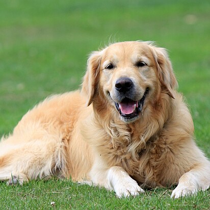 Foto de um cão da raça golden retriever.