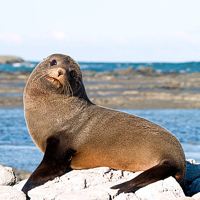 Uma foca posando para foto. 