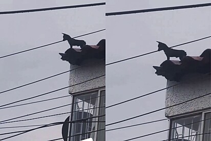 Cão é visto patrulhando a cidade em cima de prédio. 