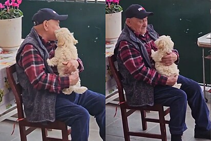 Neta presenteia avô de 96 anos com filhote.