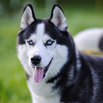 Cachorro da raça husky siberiano.