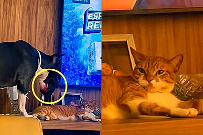 Pitbull joga bolinha para o seu irmão gato brincar, mas felino tem reação totalmente difrente.