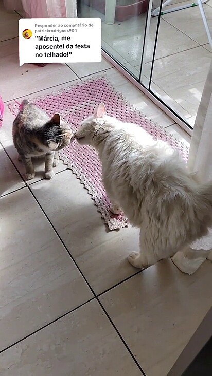 Registro do primeiro encontro dos gatinhos. 