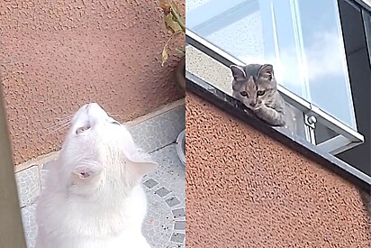 História de amor dos gatinhos comoveu web. 