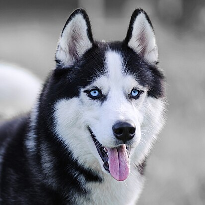 Cachorro da raça husky siberiano.