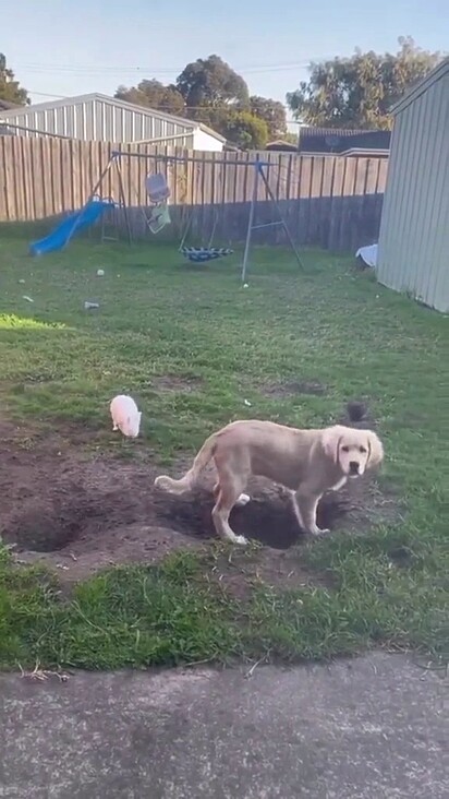 Cão e coelho se divertem cavando buracos. 