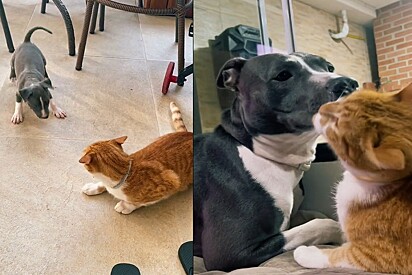 A pitbull conseguiu conquistar a amizade dos gatos com muito amor