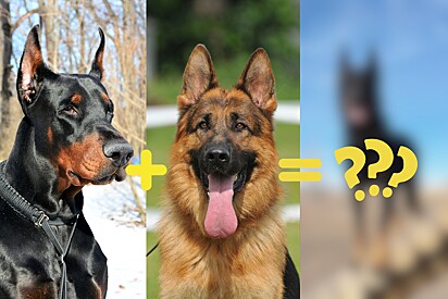 Cachorro confunde internautas por se parecer mistura das raças dobermann com pastor alemão.