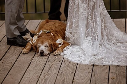 A pet ficou no altar ao lado dos noivos durante a cerimônia.