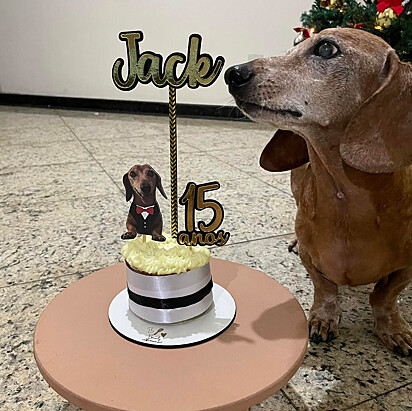 Um cachorrinho cliente ao lado de seu bolo de aniverário de 15 anos feito com produtos naturais.