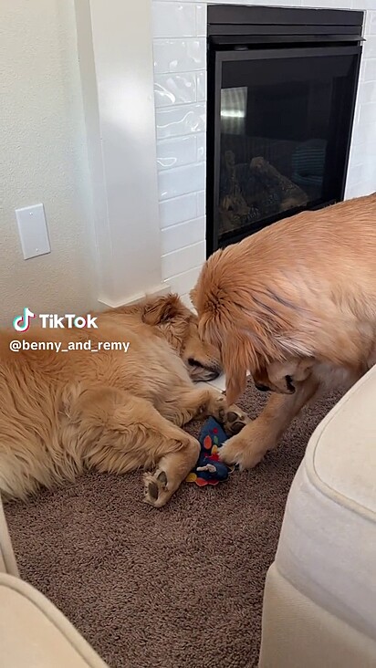 O cão está roubando o brinquedo do irmão.