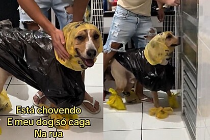 Cachorro veste capa de chuva improvisada para ir ao banheiro.