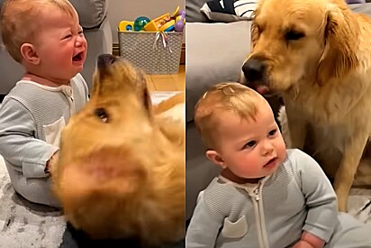 Golden retriever sem querer faz bebê chorar e a maneira como ele acalma a criança comove os internautas.
