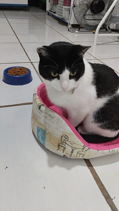 Tuti era uma gatinha de rua e foi adotada por Marceli há alguns anos.