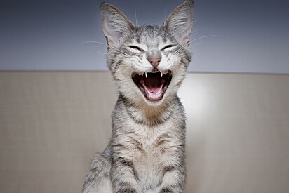 Especialista em comportamento animal lista 8 formas de interpretar felicidade nos gatos. 
