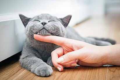 Especialista ressalta que gatos felizes seguem o comportamento natural da sua personalidade.
