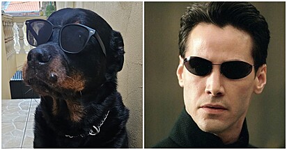 O cão se parece com Neo, um personagem fictício e o protagonista da franquia Matrix.