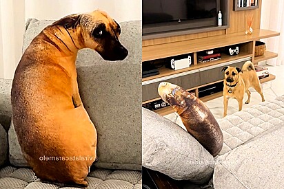 Cão tem reação hilária ao ver cachorro de pelúcia no sofá de casa.