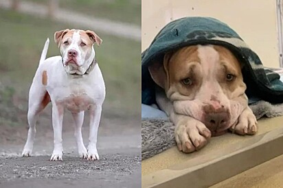 Cão esperou por mais de quatro anos para ser adotado. 