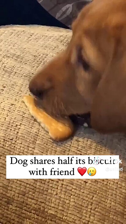 Ela empurra o biscoito ao ver que o irmão também queria.
