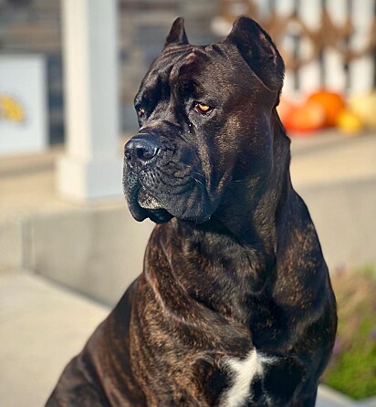 Drax é um cachorro amoroso e gentil da raça cane corso.
