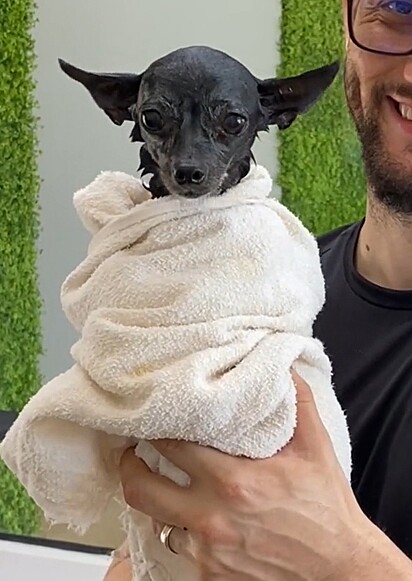 O pinscher enrolado em uma toalha, depois de tomar banho no pet shop.