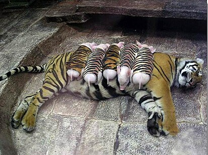 Tigresa com filhotes adotivos.