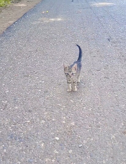 O animal que Leandro encontrou na beira da estrada foi um filhote de gato.