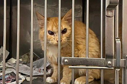 Gato chega em abrigo de animais e surpreende funcionários.