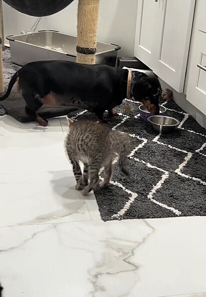 Callie tentou comer a ração dos gatinhos.