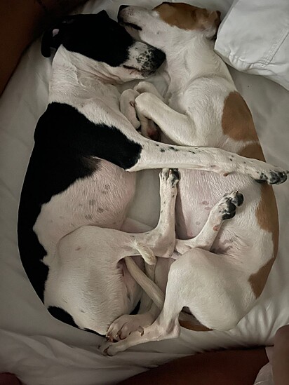 Mesmo com várias camas, cães adoram dormir juntos. 