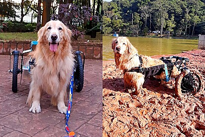Golden retriever paraplégica mostra o quanto é feliz com sua cadeira de rodas,