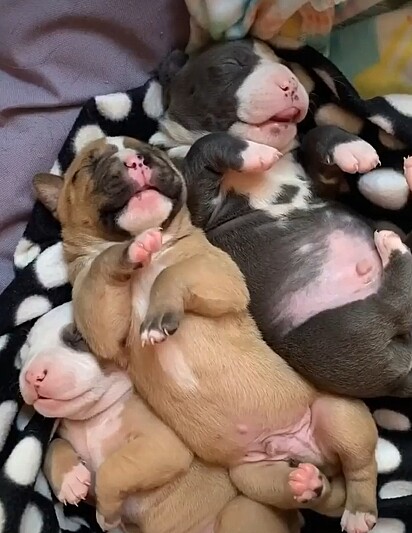 A pitbull deu à luz três filhotes lindos.