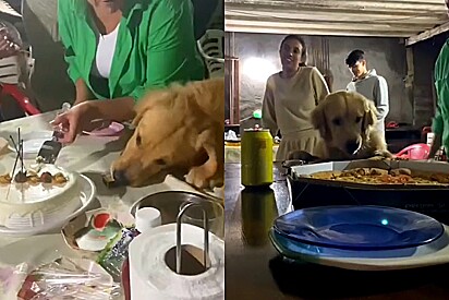 Golden retriever tem o hábito de roubar comida de cima da mesa, e essa mania leva os internautas às gargalhadas.