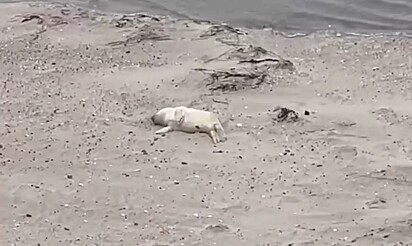 Em primeiro momento, bebê foca não se movimentava. 