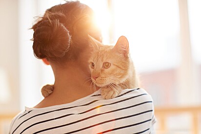 Veja os sinais de que seu gato confia em você como sua mãe.