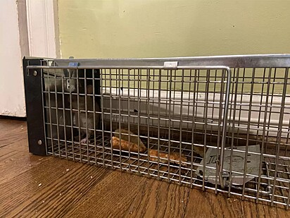 O animal que estava visitando a casa era um rato de carga.