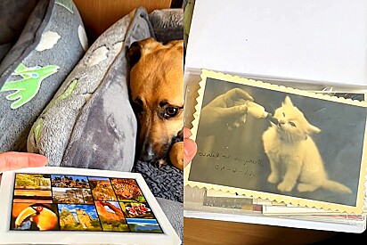 Mulher descobre antigo álbum de família de animais de estimação com mensagem especial na primeira foto.