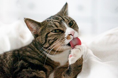 Gatos são os que mais sofrem com a esporotricose. 