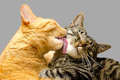 A esporotricose pode ser transmitida pelo contato com gotículas de secreção respiratória do gato.
