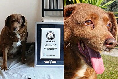 Morre aos 31 anos, Bobi, o cachorro mais velho do mundo.