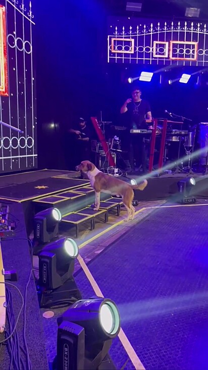O cão procurando o seu lugar no palco.