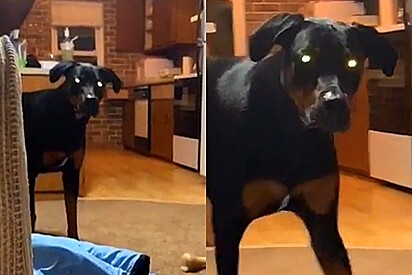 Em brincadeira, cão parece que irá atacar o dono, mas situação não é o que parece.