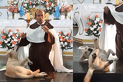 Cãozinho participa de missa e brinca com batina de padre.
