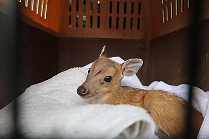 Após o resgate, o cervo foi encaminhado ao hospital da WFFT.